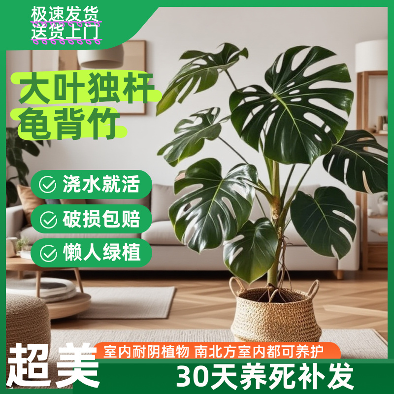 【顺丰包邮送货上门】龟背竹1.2-1.3米带草编篮客厅大盆栽花卉绿植