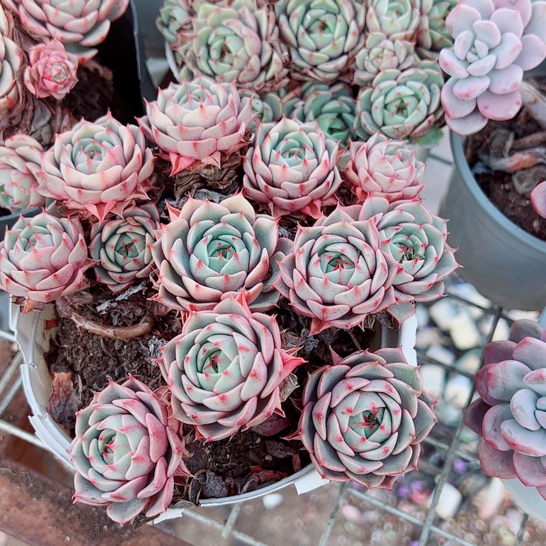 苯巴蒂斯多头造型精品