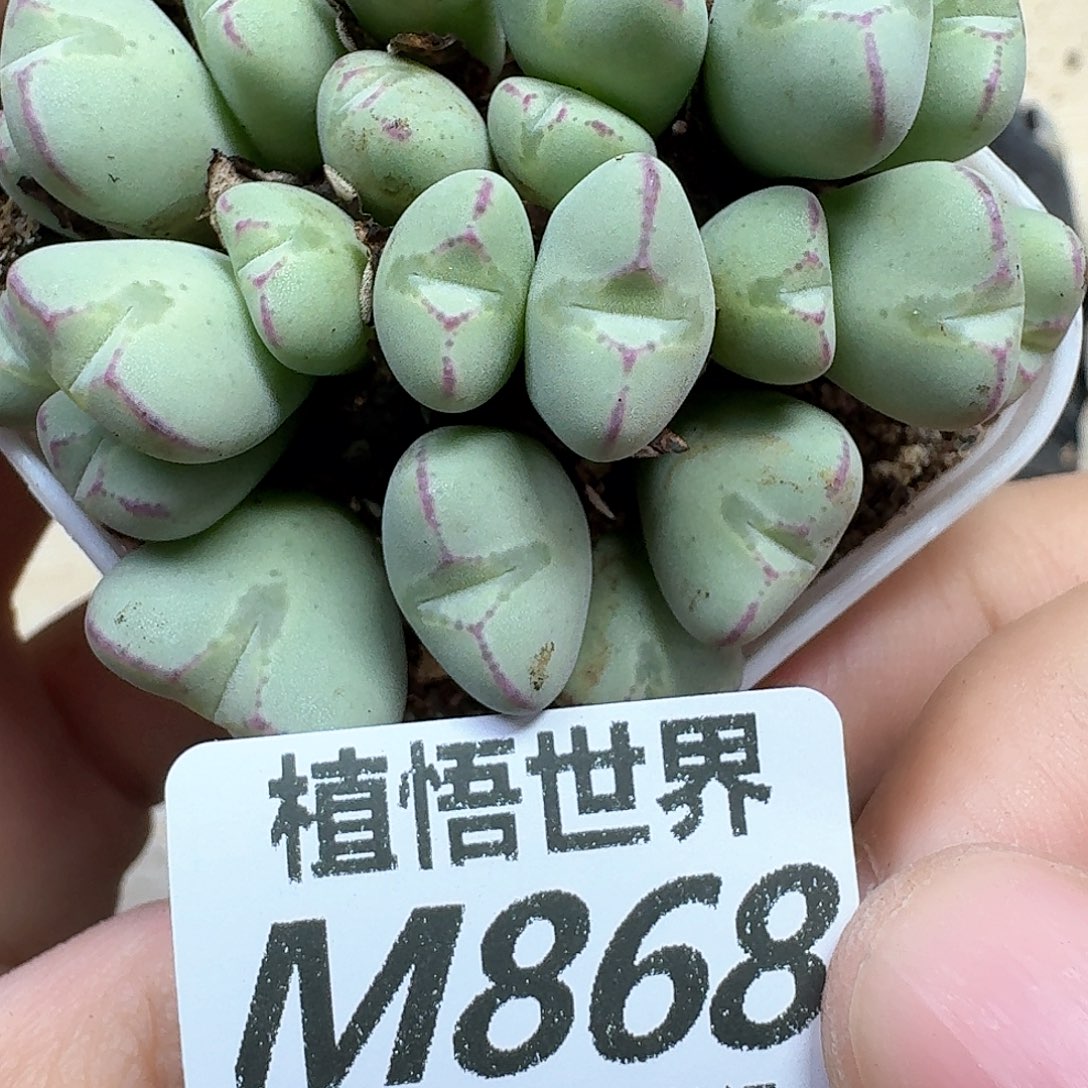 多肉植物的润泽ewvv