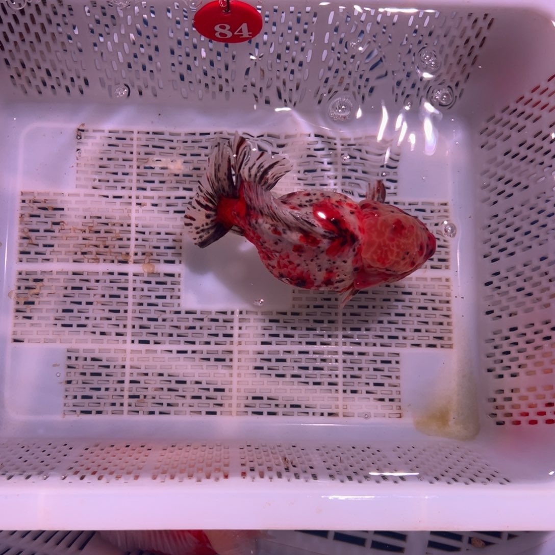 w***生海水鱼你要好好休息好自己