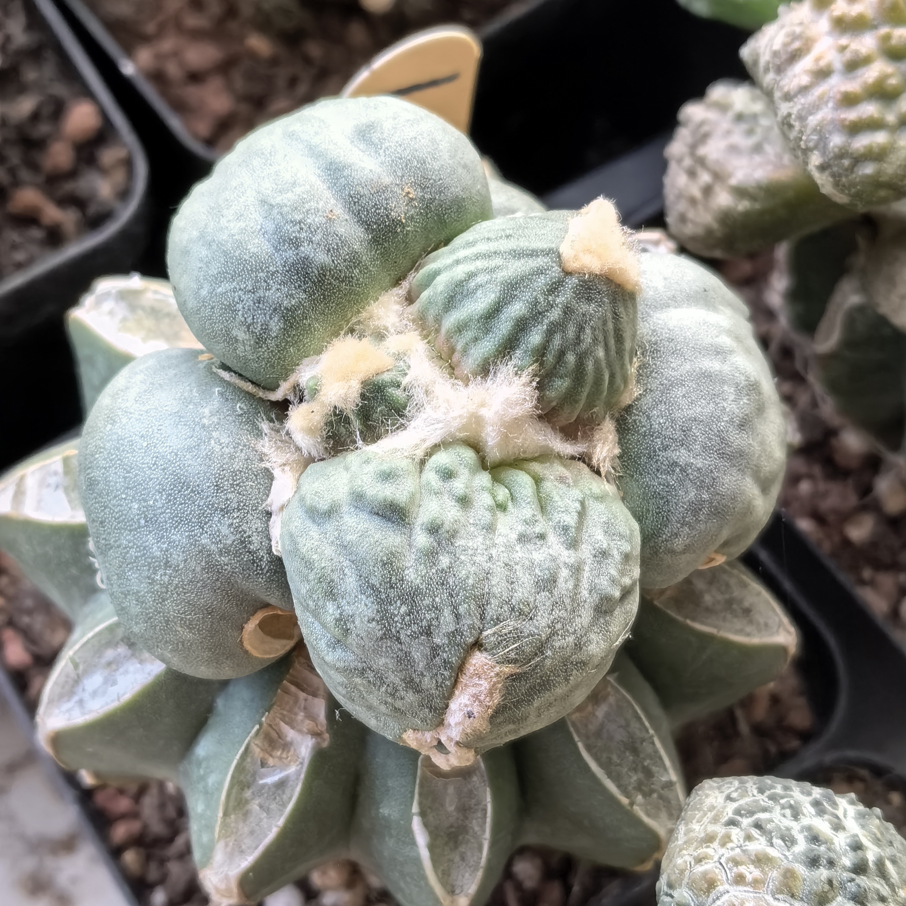 127 蛋尤怒涛 仙人球