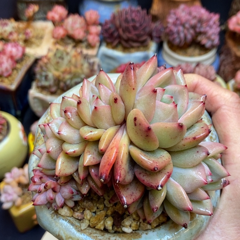 【闪购商品】香槟朵朵