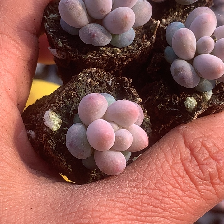 彩虹奶10颗。（满9.99包邮不满9.99发叶子）