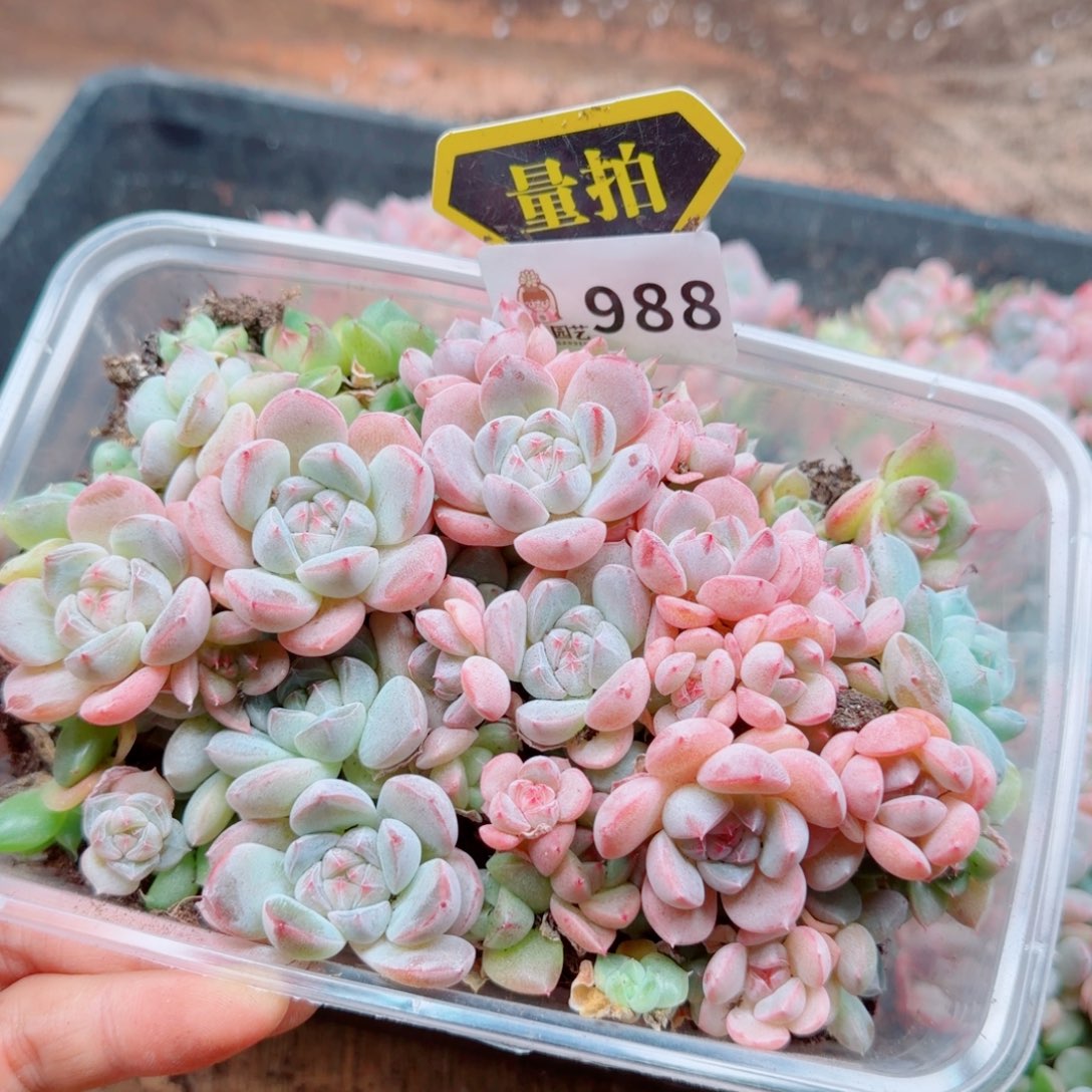 多肉植物多肉植物