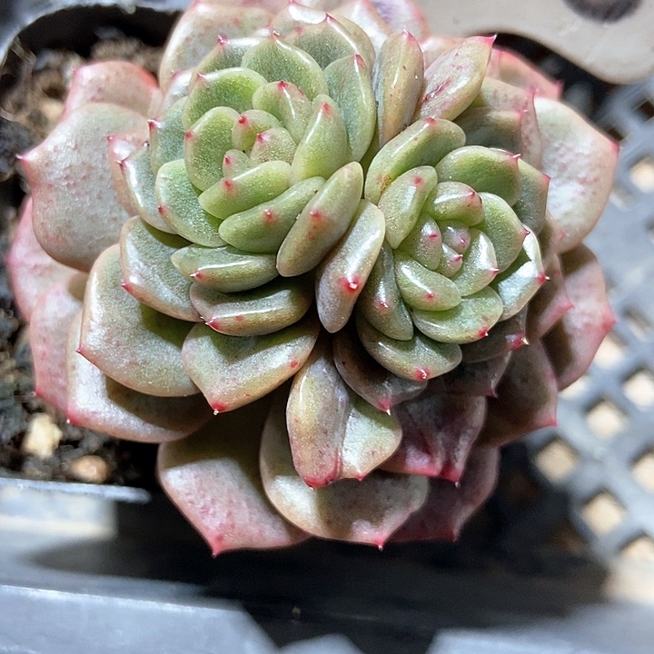 多肉植物不知名2028