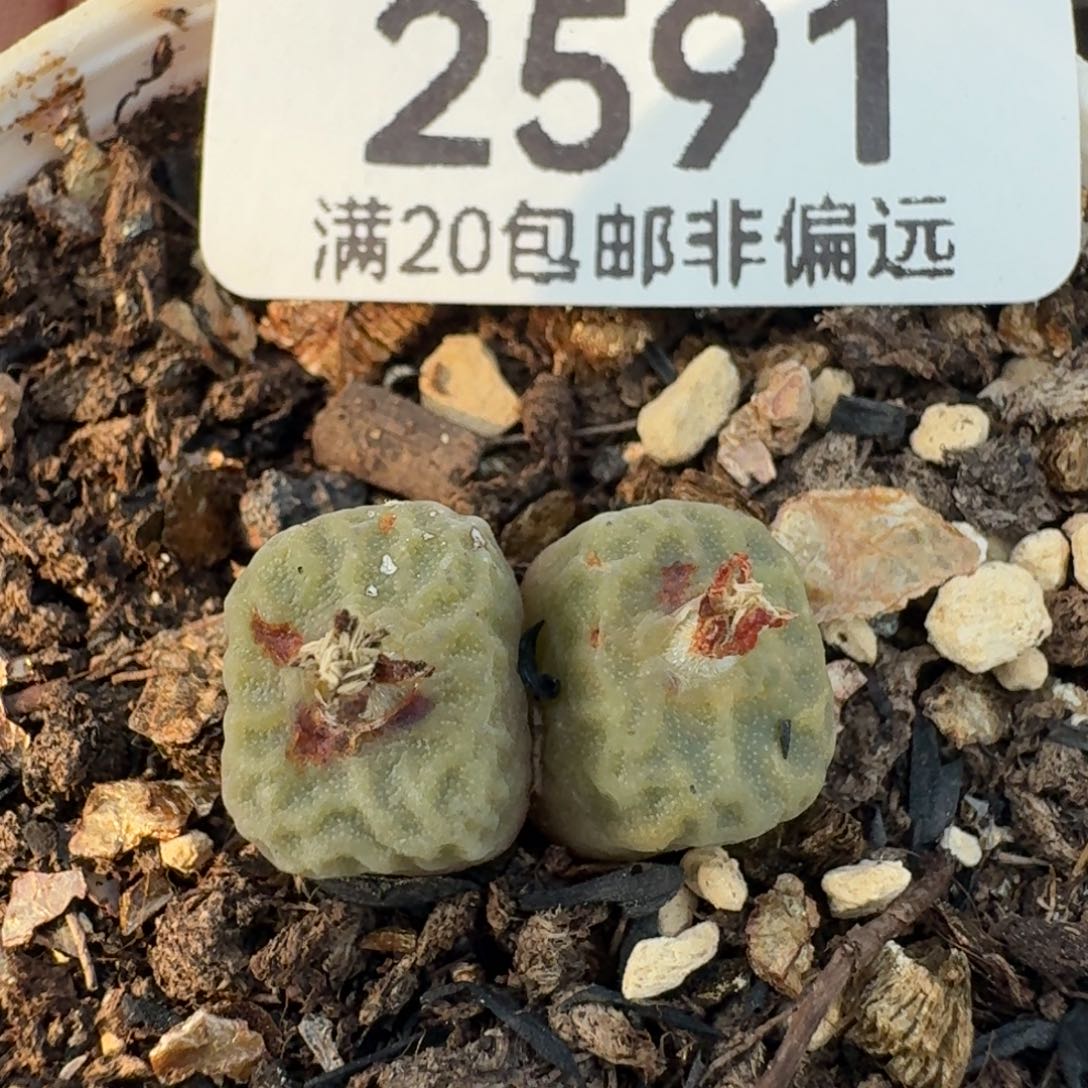 方烧带盆土双头。    