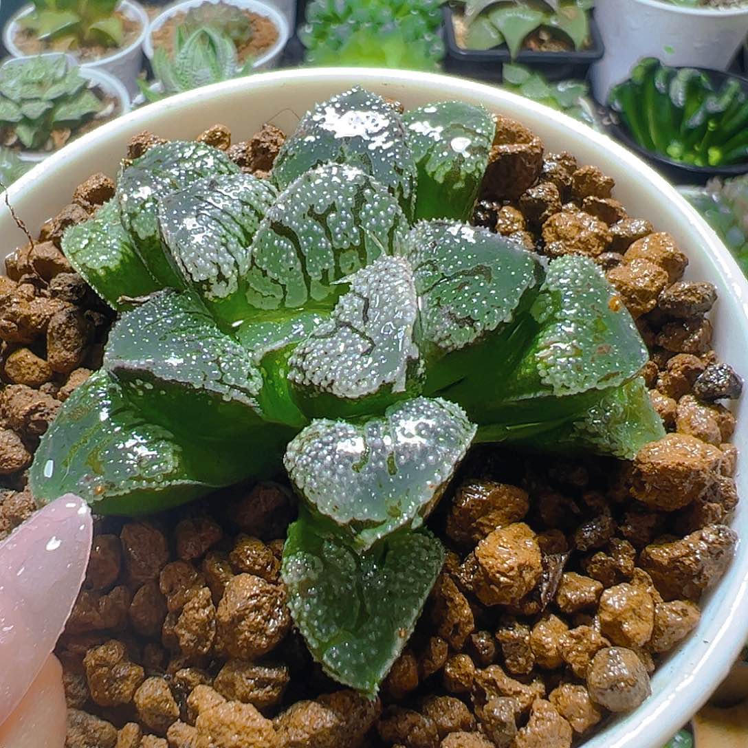 魔多寿多肉多肉多肉一颗