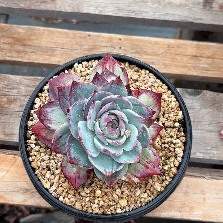 惊魂仙子多肉植物