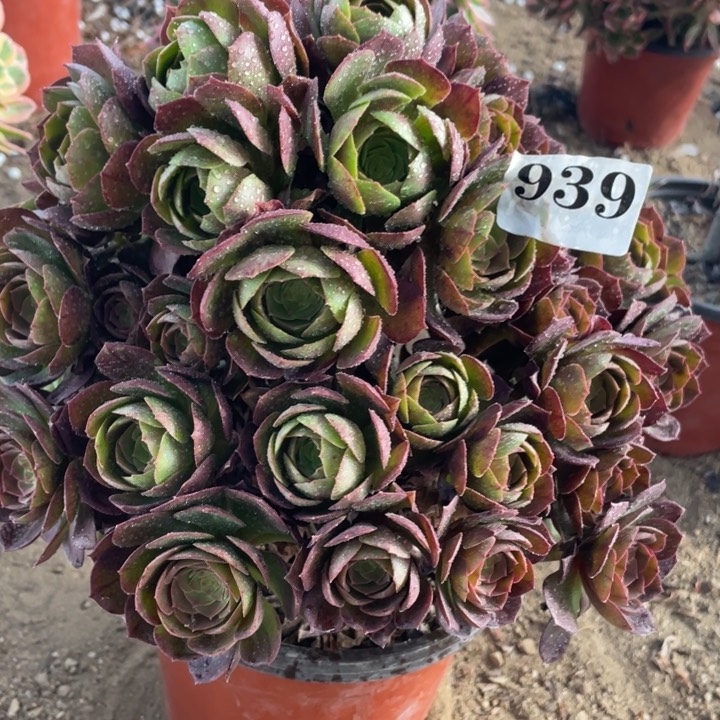 939多肉植物万圣节