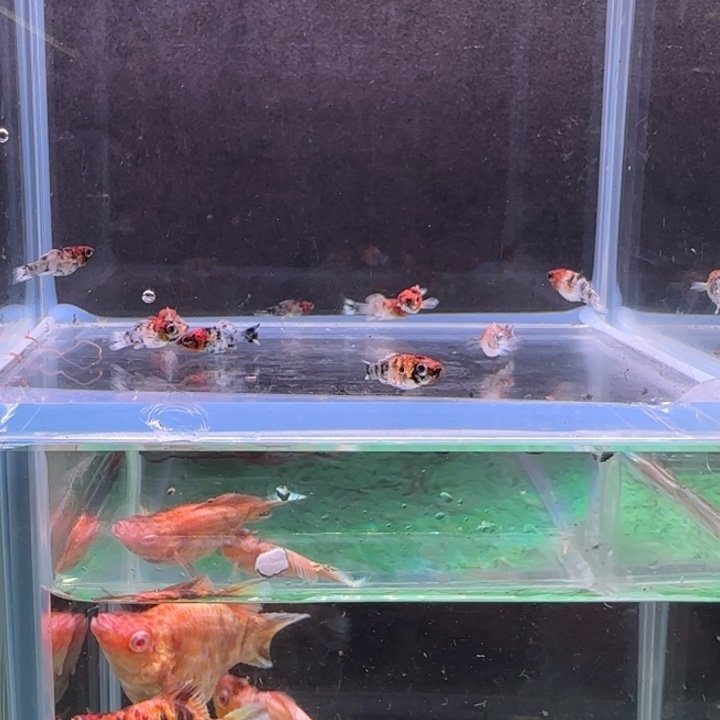 好***员孔雀鱼玛丽球鱼苗两条