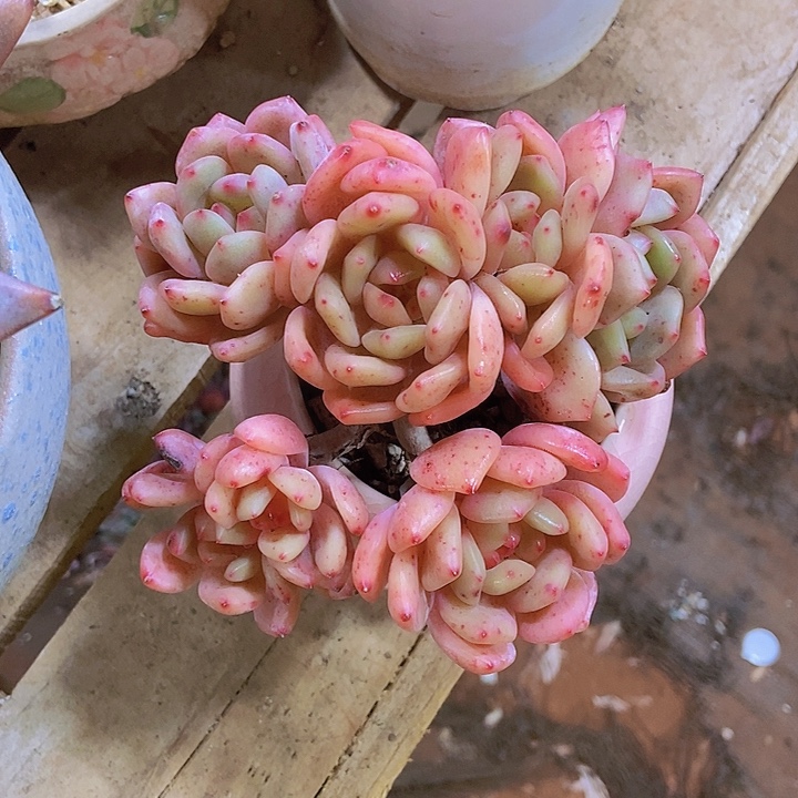 刘***师多肉植物一物一拍