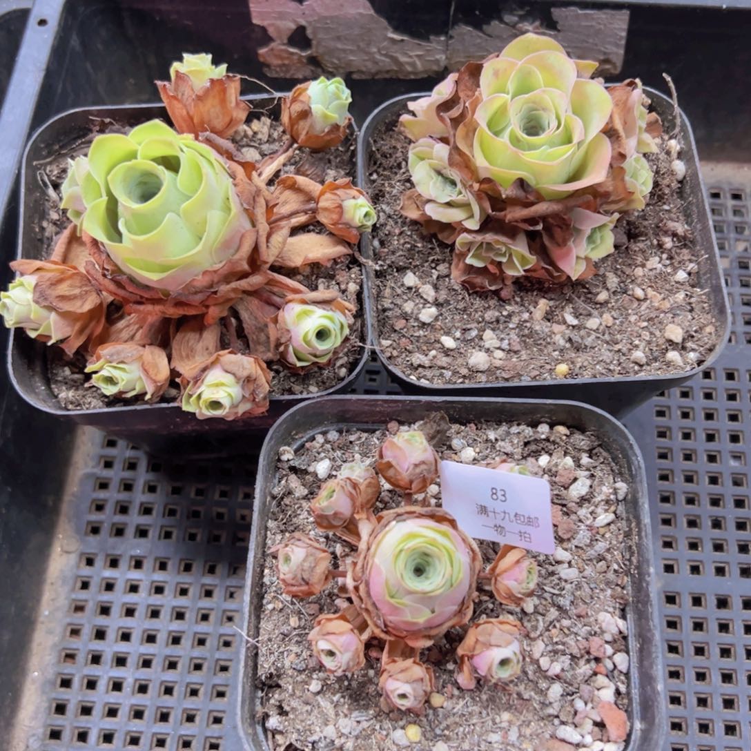 83 侧牙掉了不包损无售后