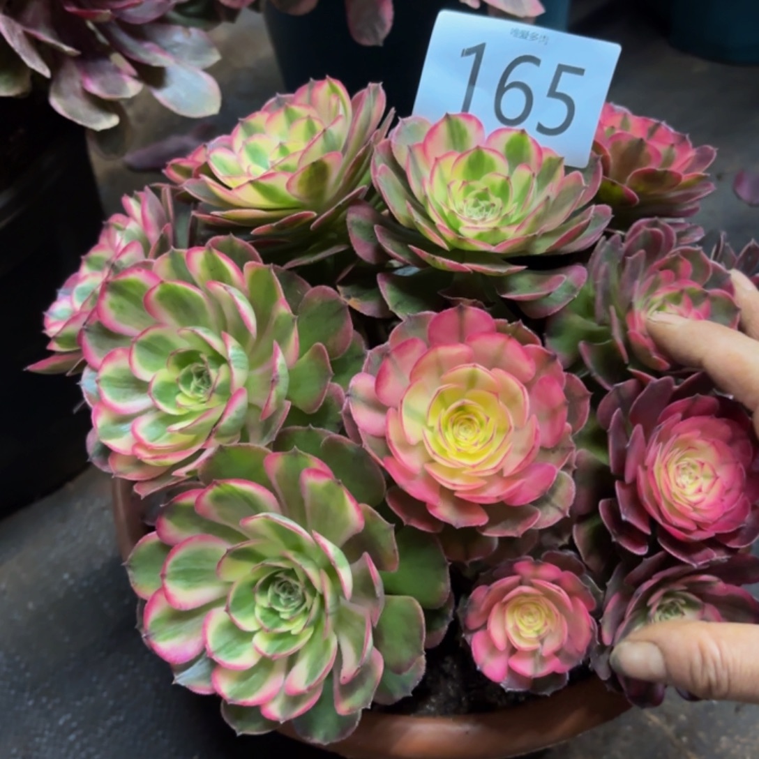 哈哈多肉葡萄福利来165