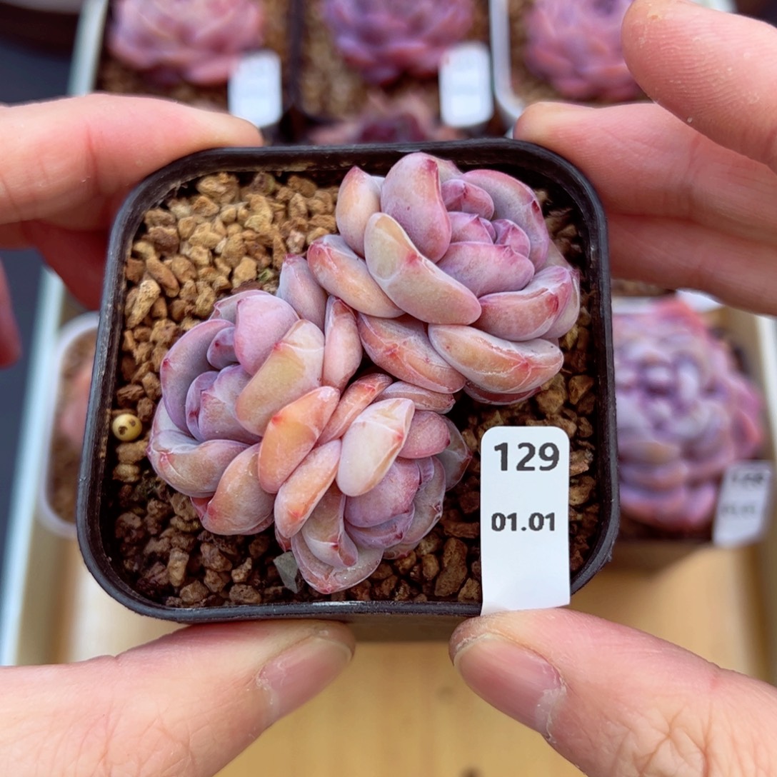 好好看129、哈哈哈哈