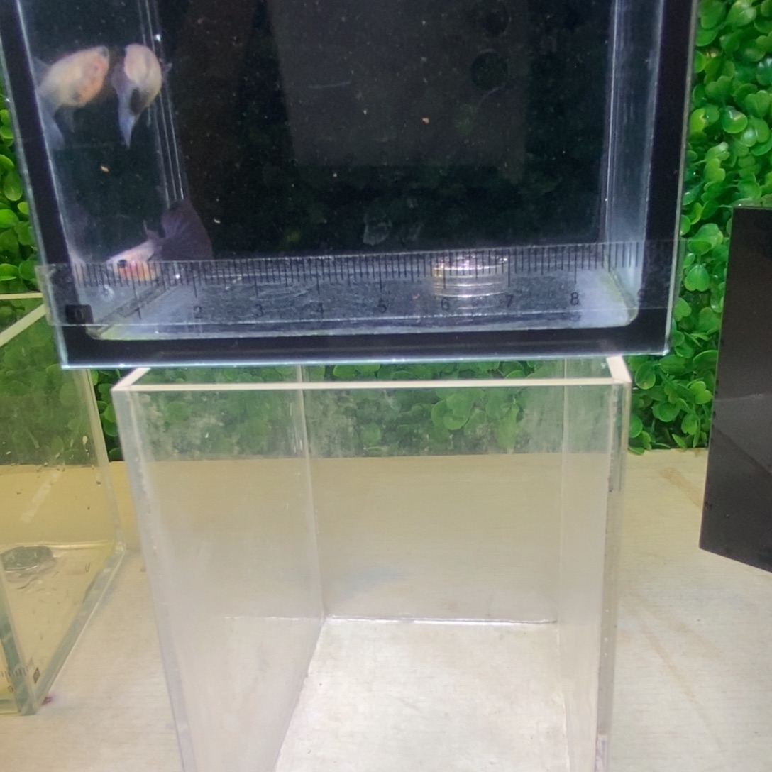 孔雀鱼蓝礼服玻璃猫一对