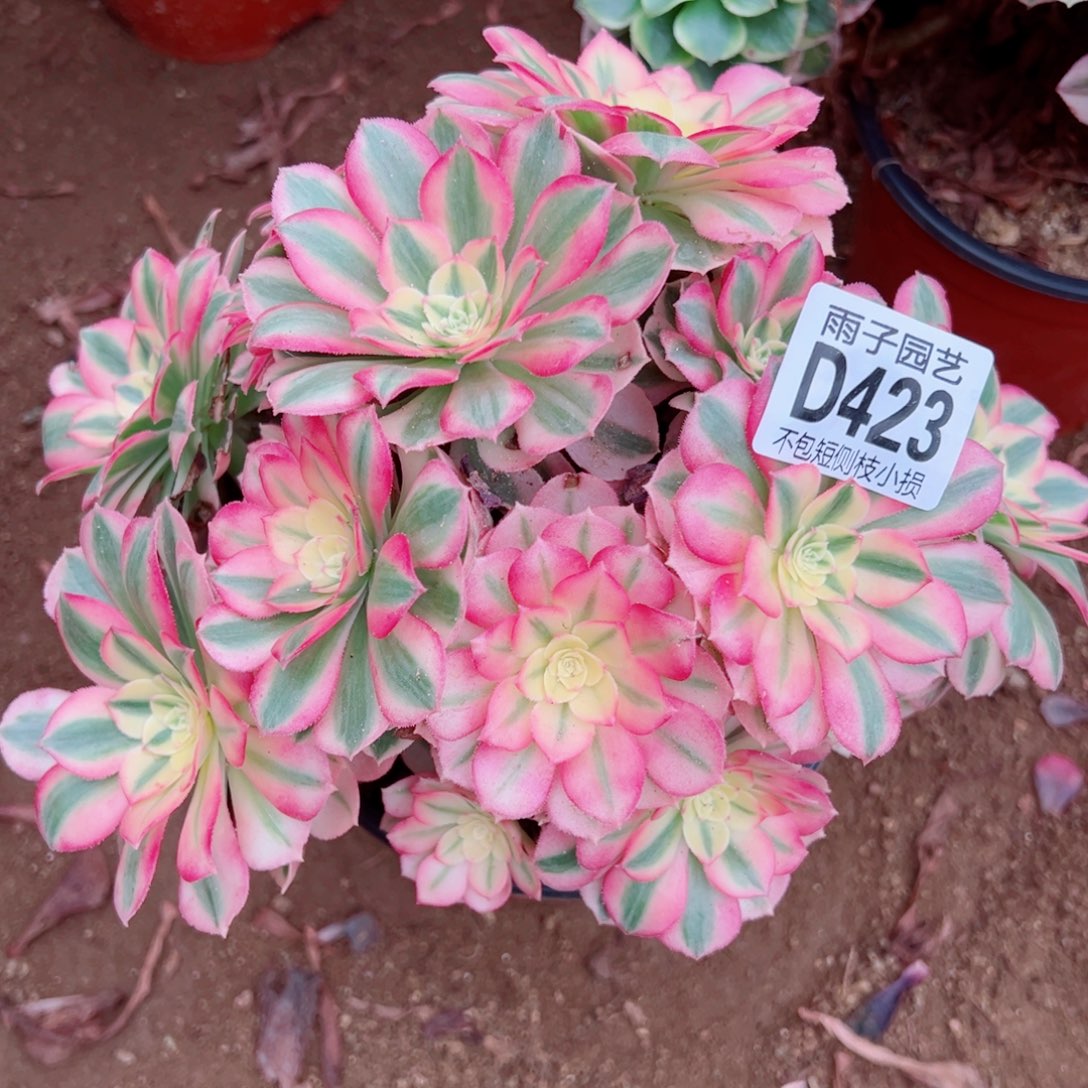 423倾城雨子多肉植物