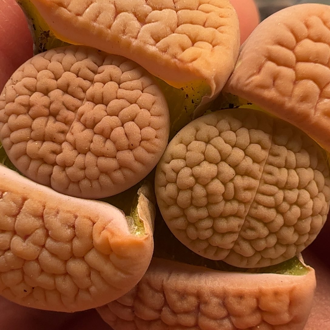 脑纹富贵多肉植物