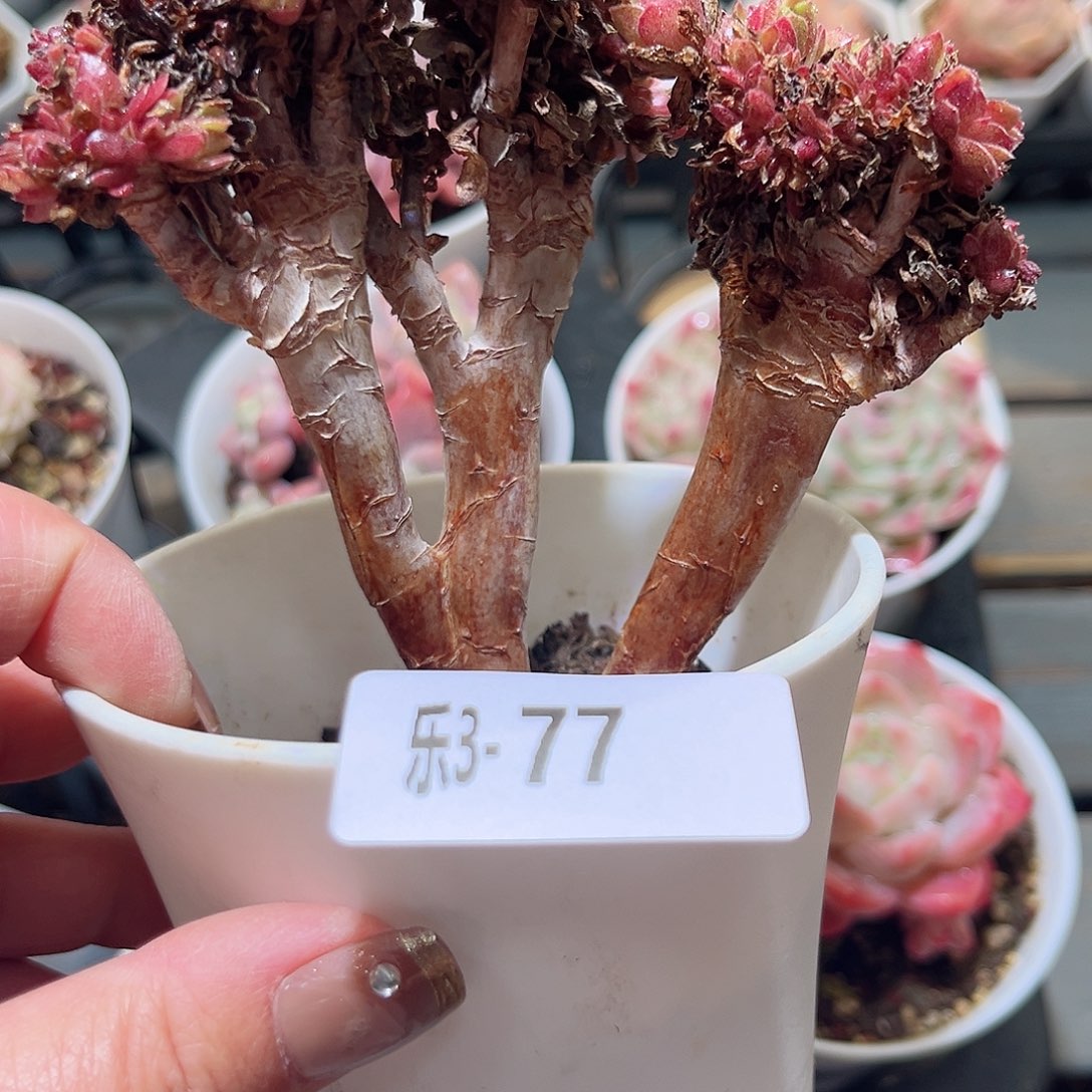 乐3-77 法师缀化