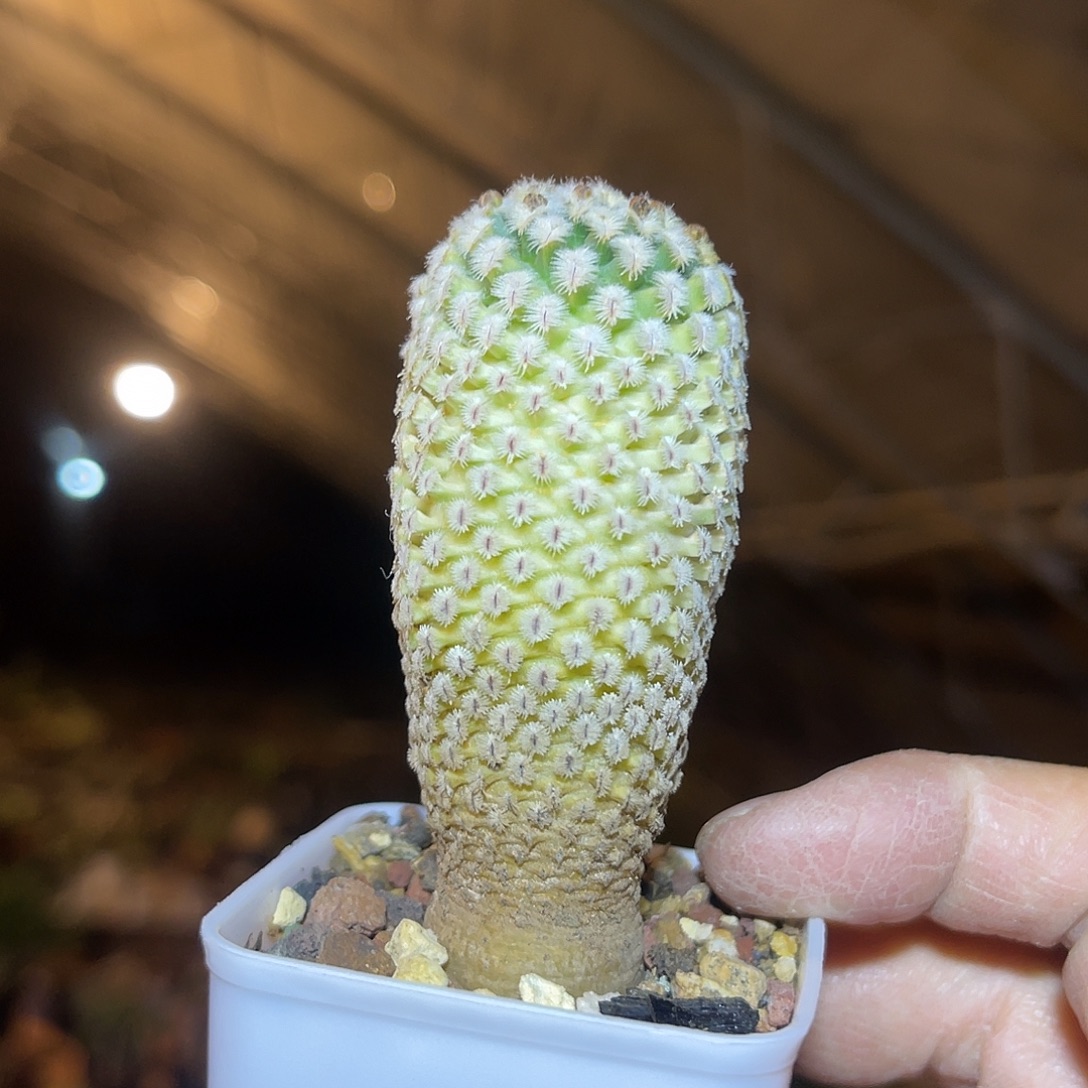 实生精巧殿仙人球一物一拍