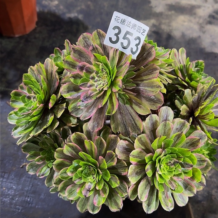 红陶花脸粉黛353