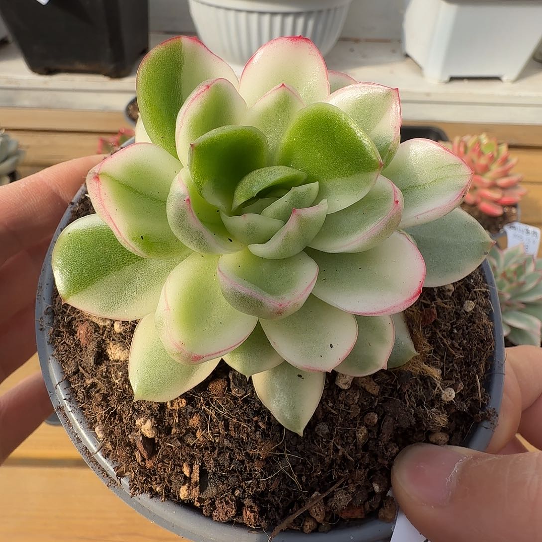 冬云杂锦11111129-149