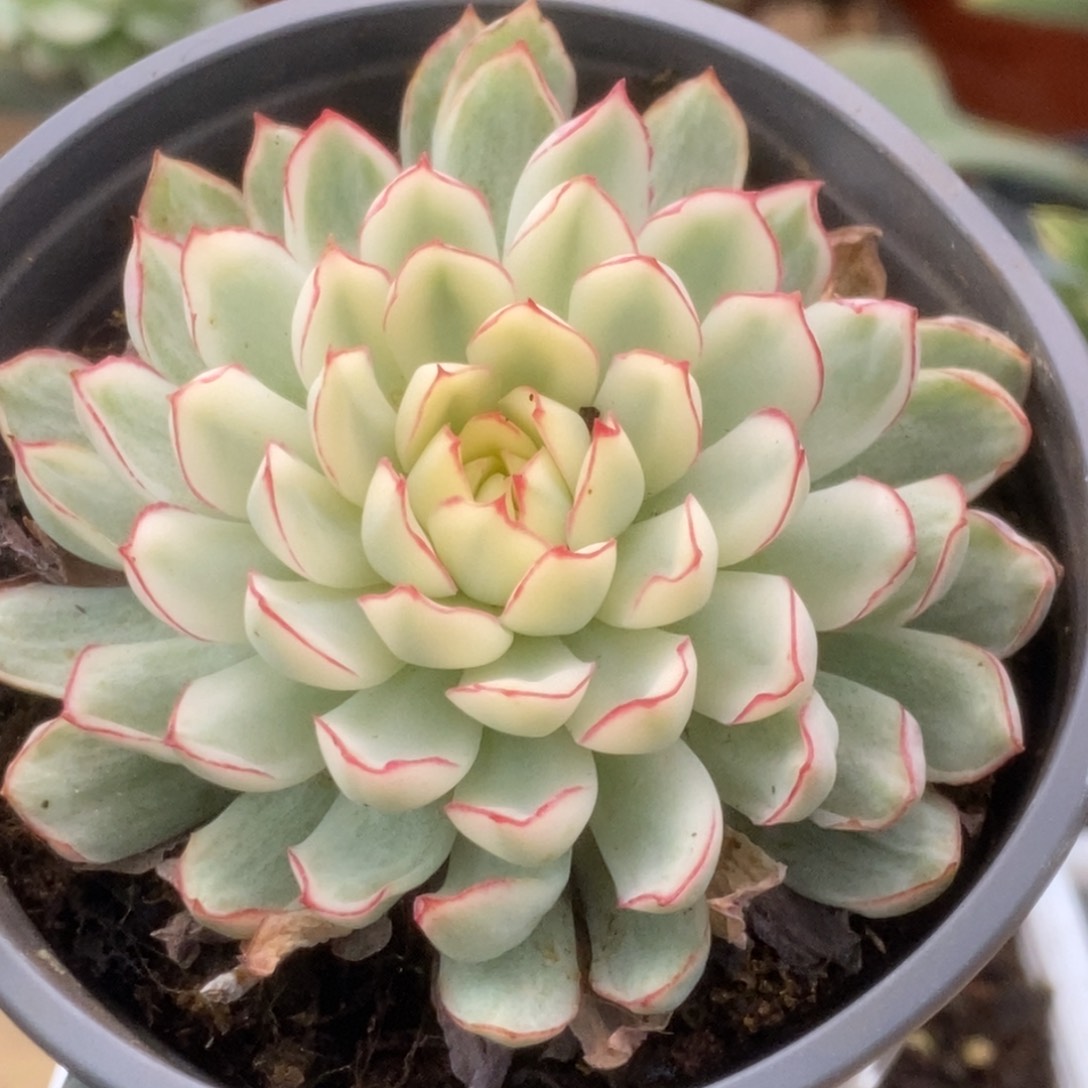 455白覆轮梦幻玫瑰锦