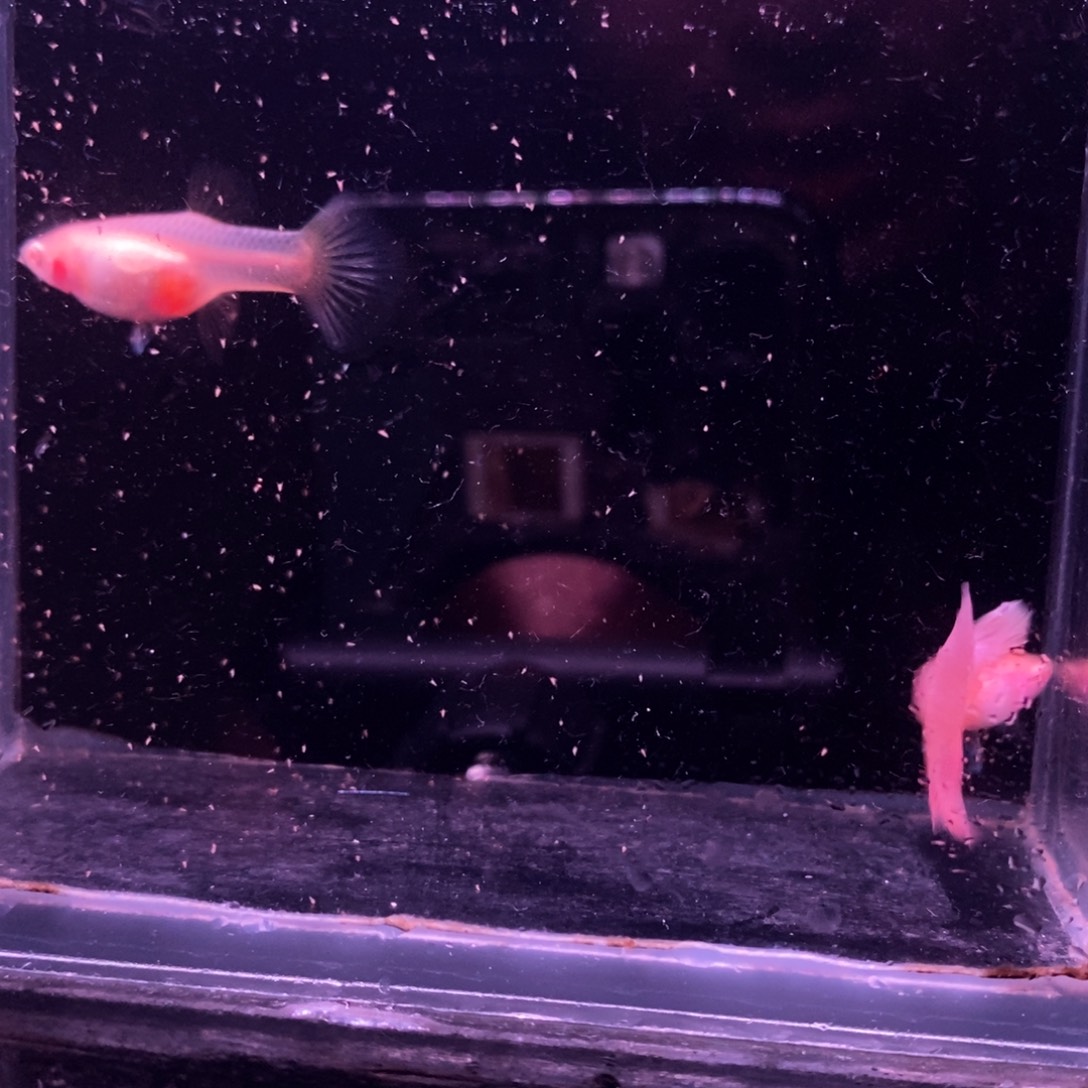 孔雀鱼墨紫白子一对