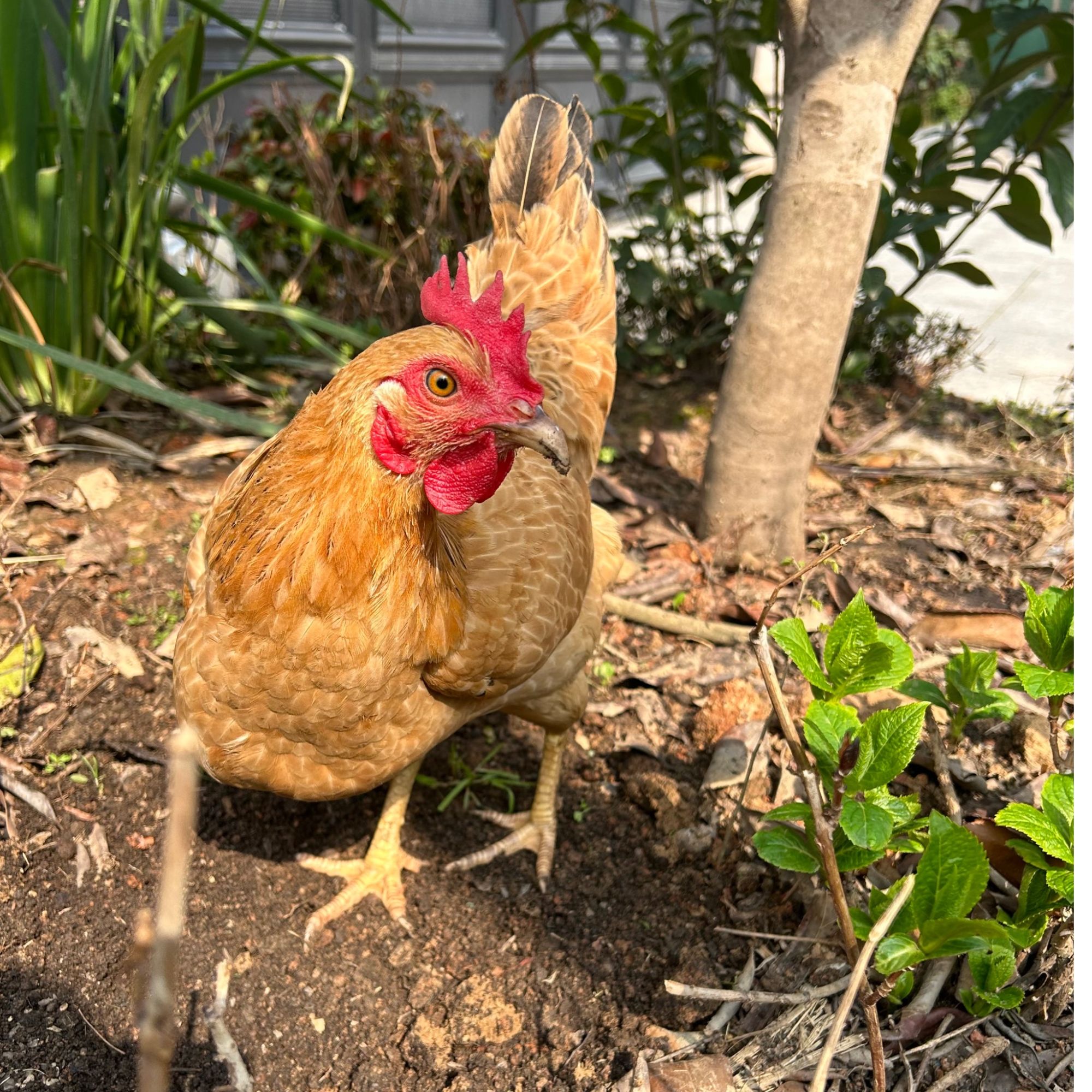 农家散养两年老母鸡加220天小母鸡各一个 现宰现发 《顺丰包邮》鸡肉同城送