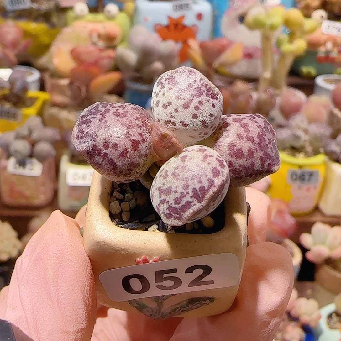 T可爱粉丸盆口2.5cm