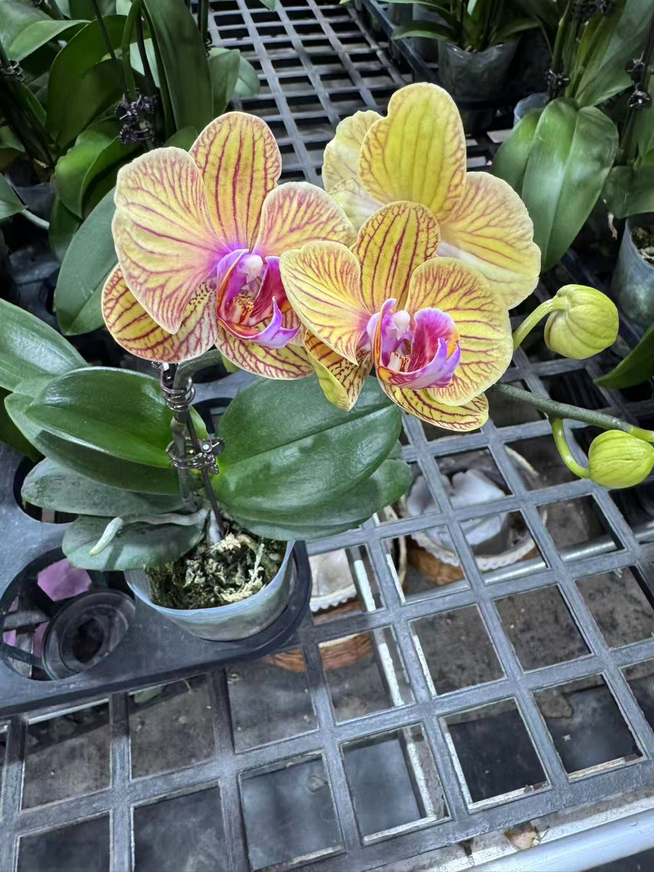 蝴蝶兰【芭比娃娃】昆明直发