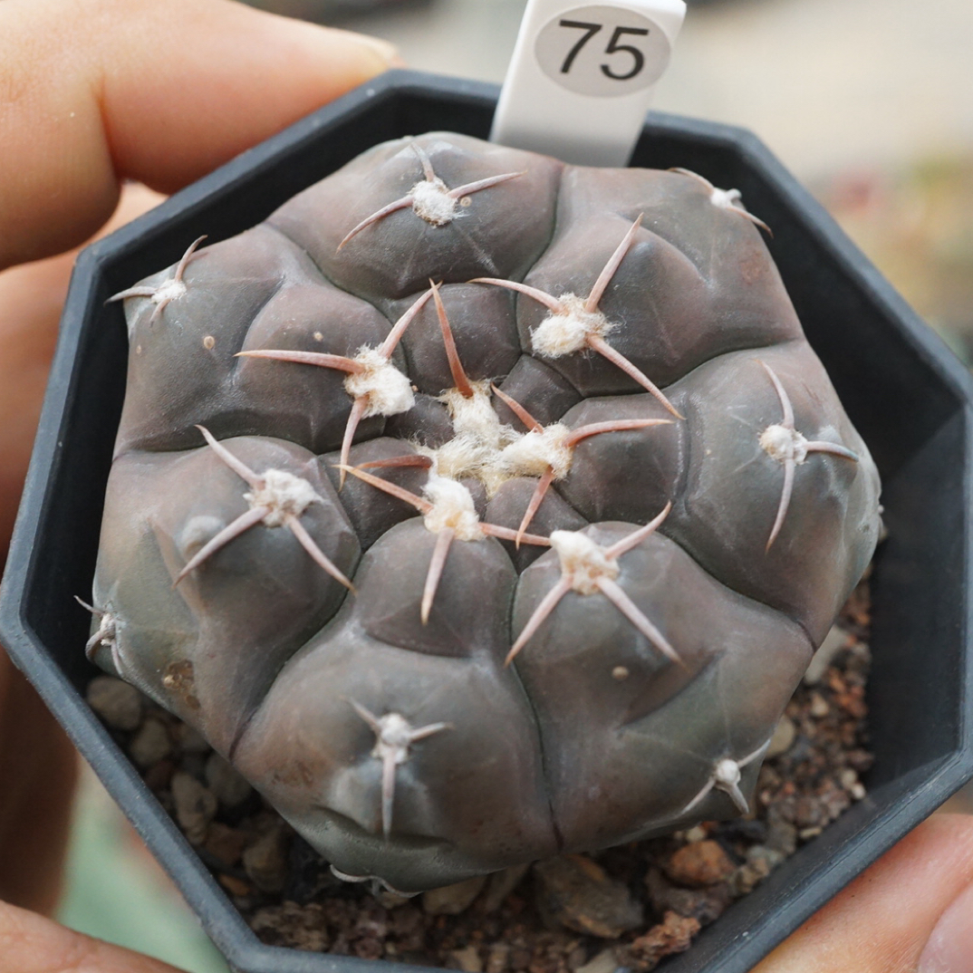 锁石多肉铅皮仙人球量拍5公分左右