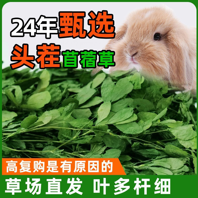 24年紫花苜蓿草毛重1kg苜蓿草干草兔子草料豚鼠龙猫饲料