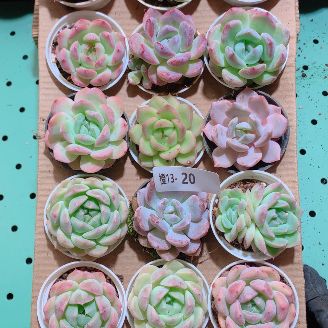 13-20一物一拍带盆18颗