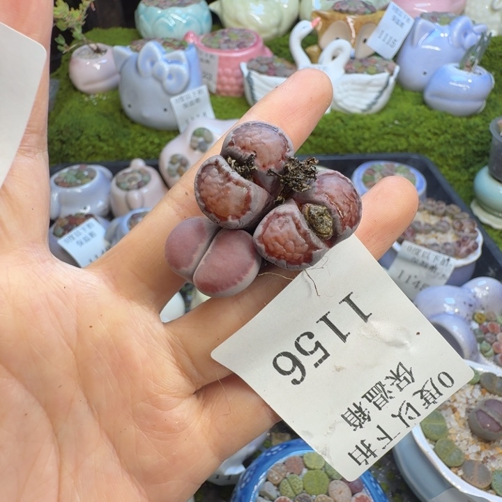 一***皮多肉植物福利冲1156