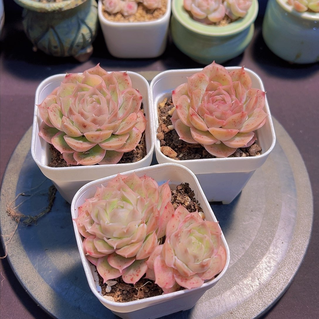 ℳ****水晶虾饺，带盆发货，