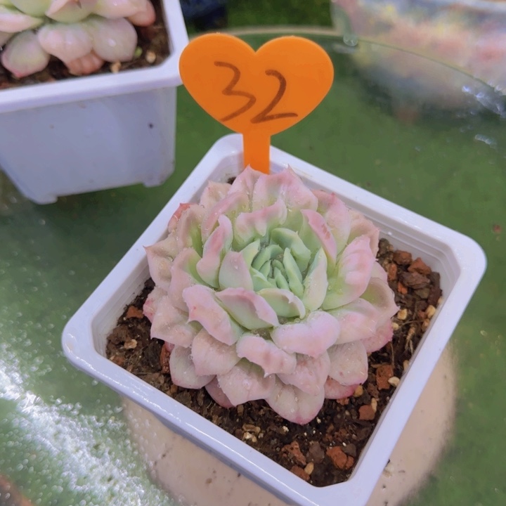 妮*32多肉植物一物一拍