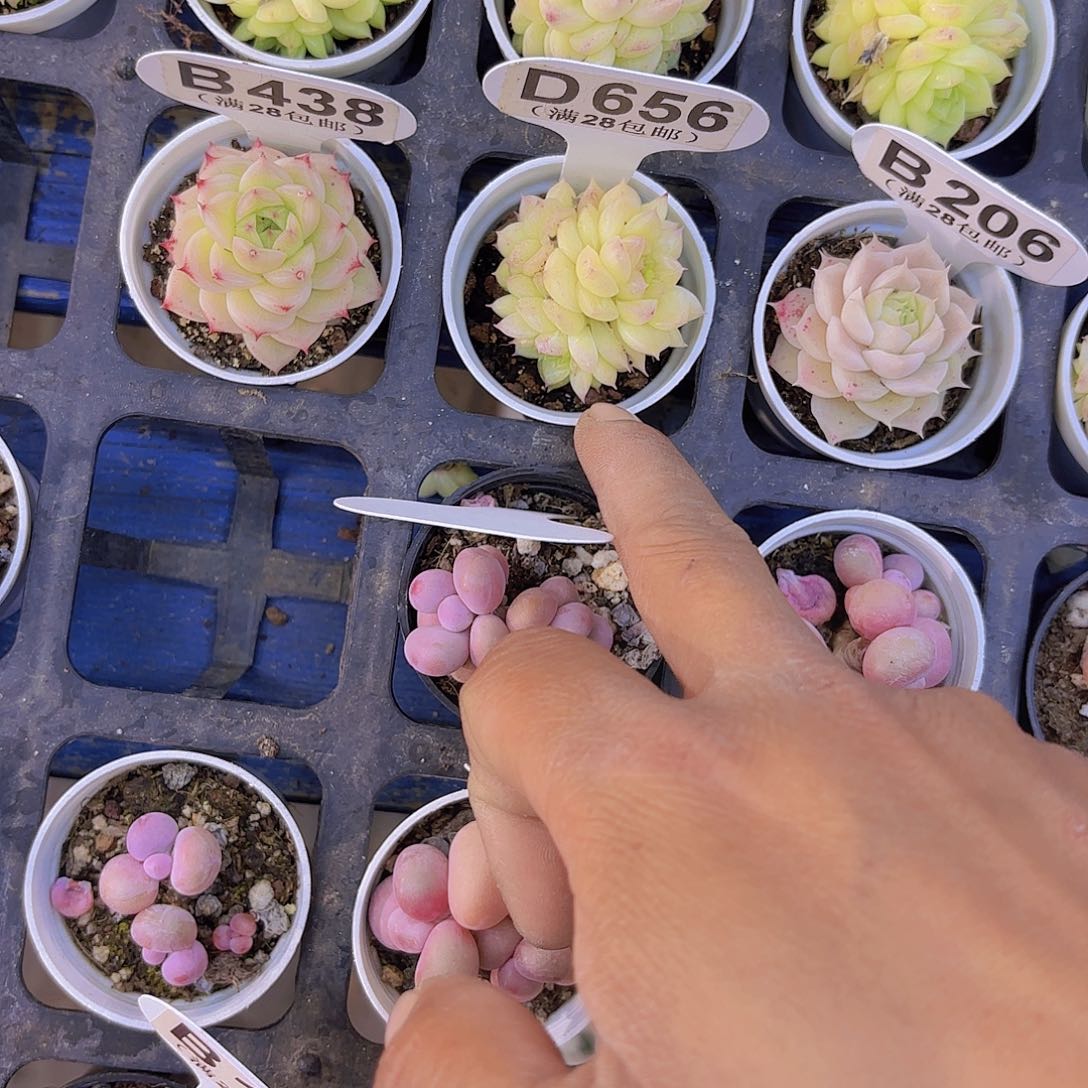 D656麦秆一物一拍