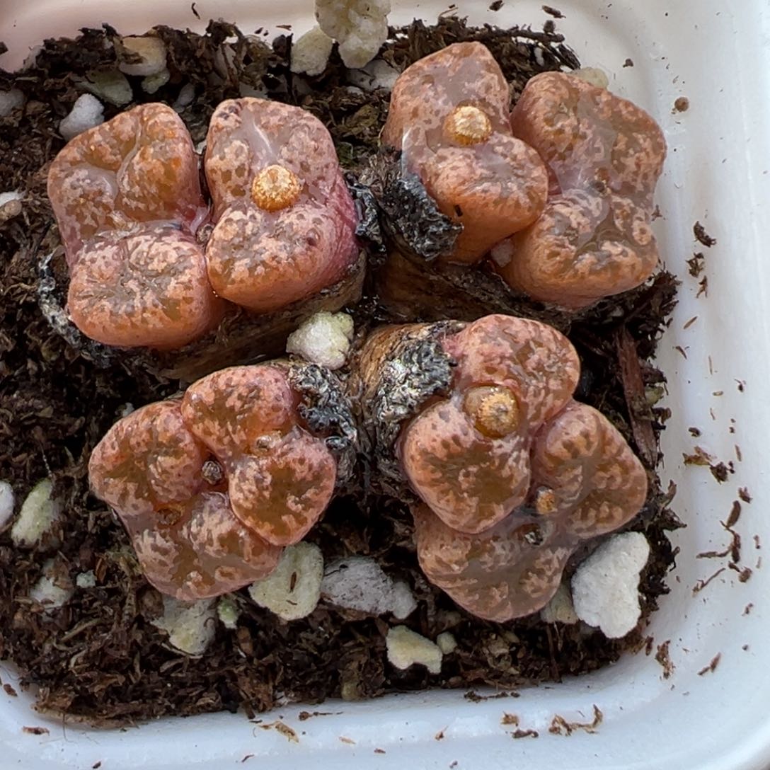 3.4好看的多肉脱土发货722