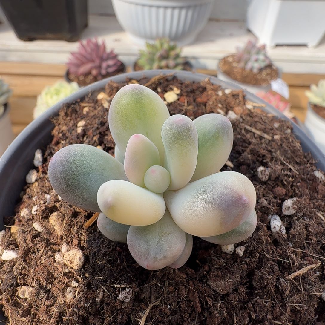 奶酪锦1111212-138