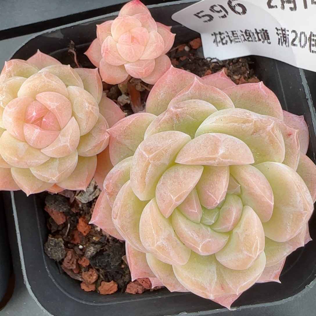 花语逸镜0214-596