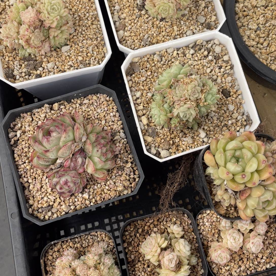 干*猫多肉植物八个精品组004