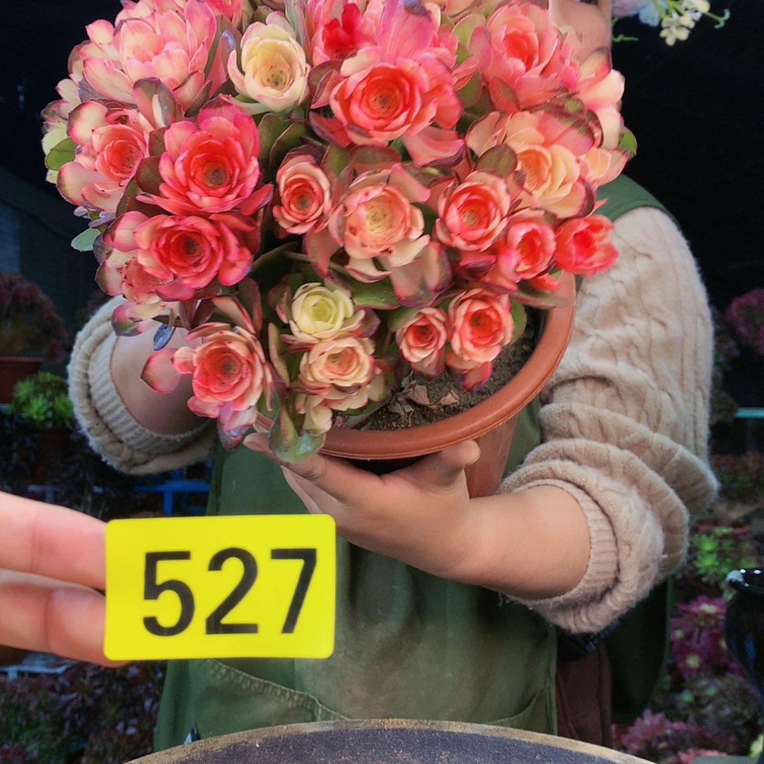 柒哥法师多肉不包侧断枝527