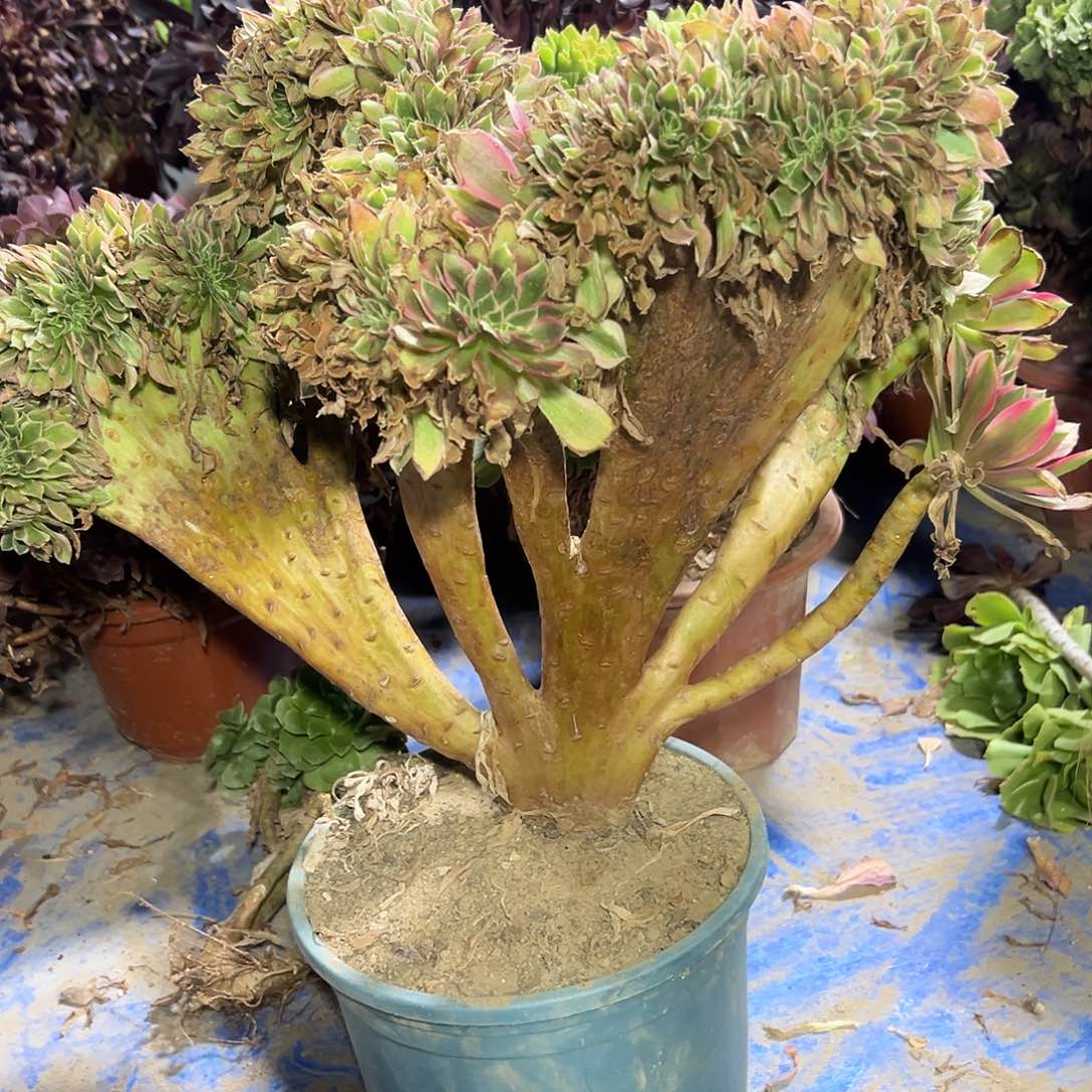 多肉158植物女神缀花