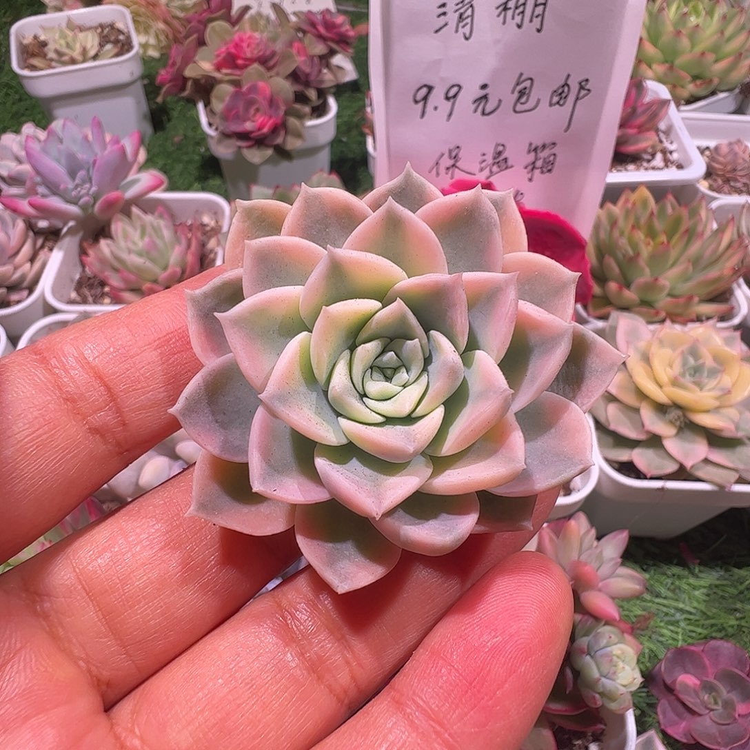 s***w多肉植物多肉植物