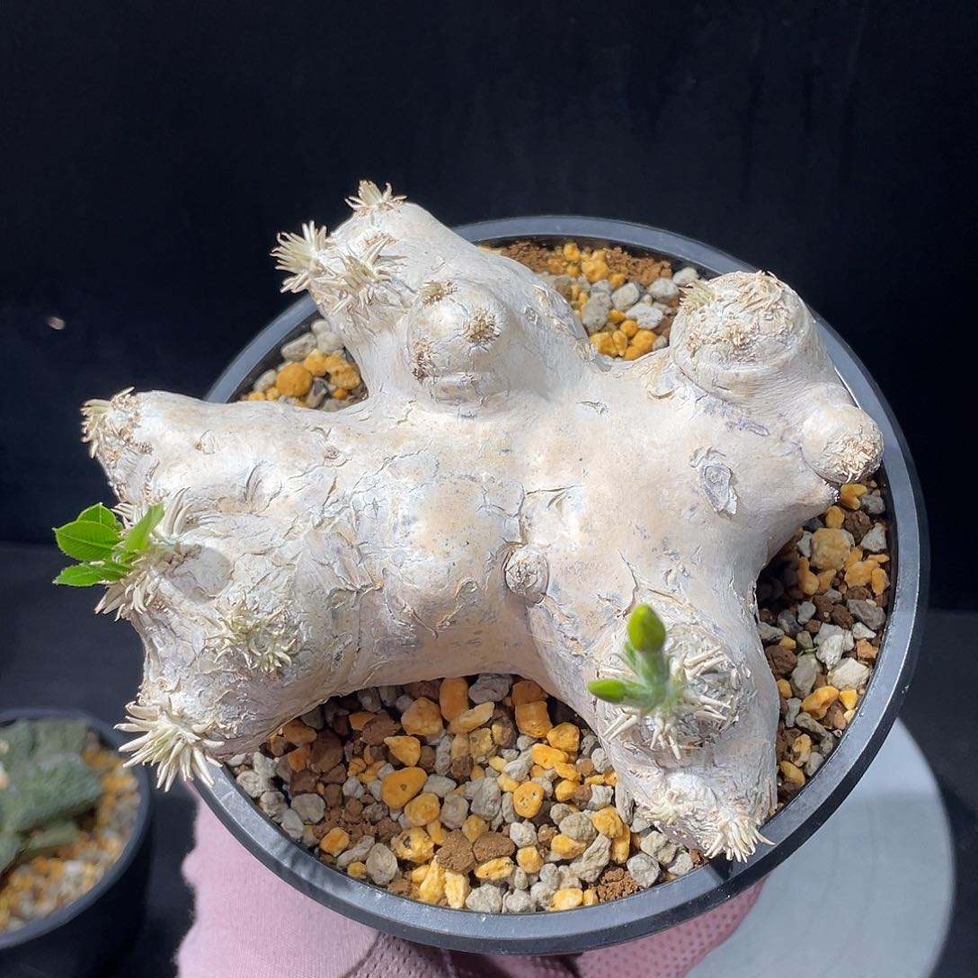 惠比须笑老家熟桩