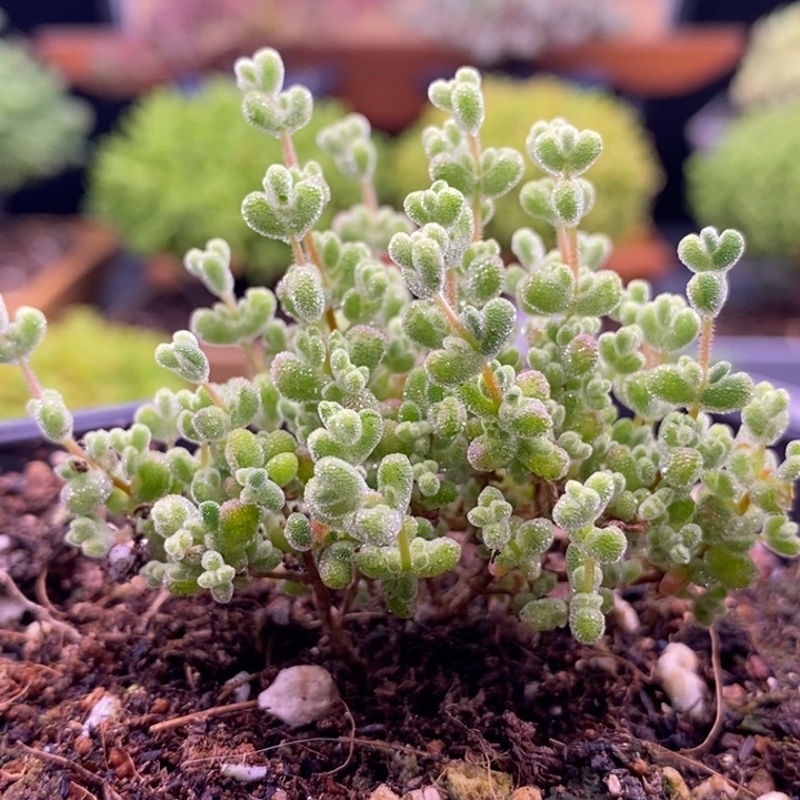 田***螂无花朵6莱斯糊斑锦