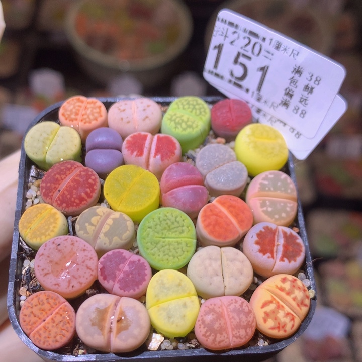 精品生石花220.151