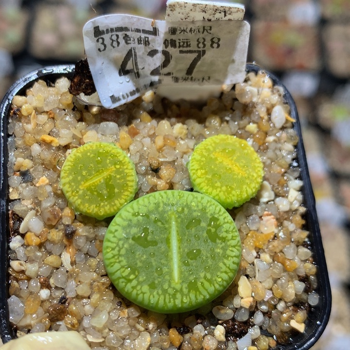 Zzzzz精品的肉肉427