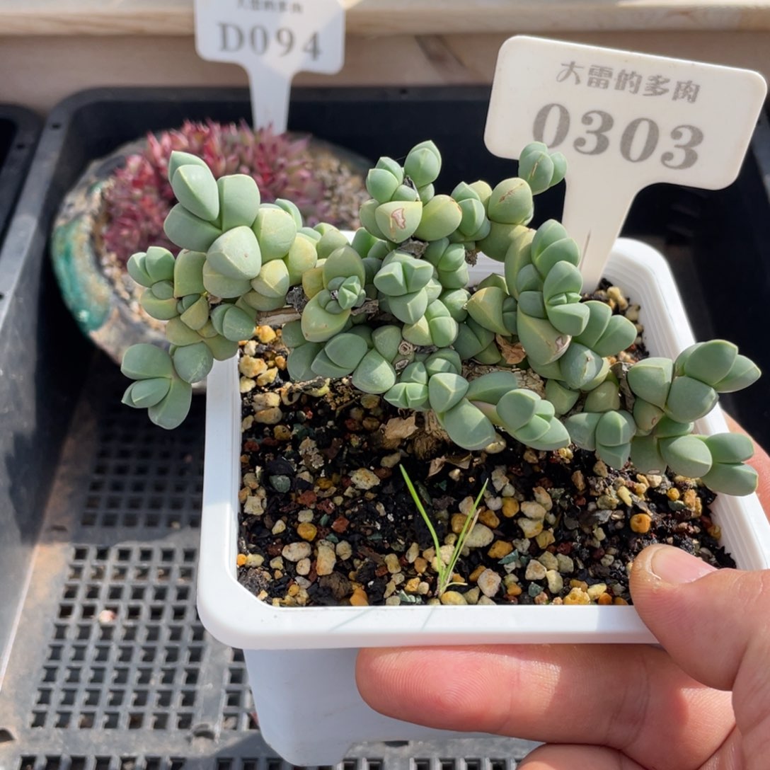 0303鹿角海棠不带盆12厘米