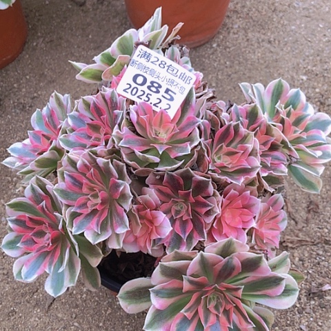 2,2-85女巫多肉植物